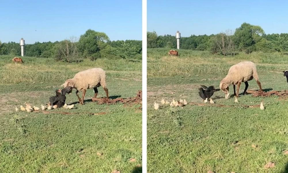 Γενναία κότα χυμάει σε πρόβατα να σώσει τα παιδιά της